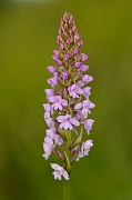 David Plant Photography - Wildlife Photography - Common fragrant orchid - F