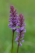 David Plant Photography - Wildlife Photography - Common fragrant orchid - G