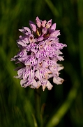 David Plant Photography - Wildlife Photography - Common spotted orchid - A