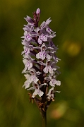 David Plant Photography - Wildlife Photography - Common spotted orchid - C