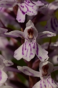 David Plant Photography - Wildlife Photography - Common spotted orchid - D