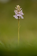 David Plant Photography - Wildlife Photography - Common spotted orchid - E