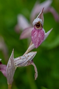 David Plant Photography - Wildlife Photography - Common tongue-orchid - A