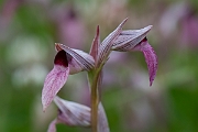 David Plant Photography - Wildlife Photography - Common tongue-orchid - D