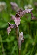 David Plant Photography - Wildlife Photography - Common tongue-orchid - F