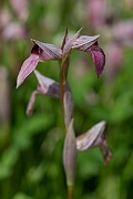 David Plant Photography - Wildlife Photography - Common tongue-orchid - H