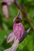 David Plant Photography - Wildlife Photography - Common tongue-orchid - I