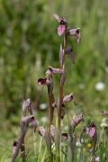 David Plant Photography - Wildlife Photography - Common tongue-orchid - J