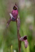 David Plant Photography - Wildlife Photography - Common tongue-orchid - K