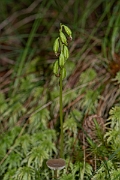 David Plant Photography - Wildlife Photography - Coralroot orchid - A