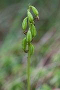 David Plant Photography - Wildlife Photography - Coralroot orchid - B