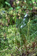 David Plant Photography - Wildlife Photography - Coralroot orchid - D