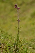 David Plant Photography - Wildlife Photography - Dark red helleborine - C