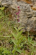 David Plant Photography - Wildlife Photography - Dark red helleborine - E