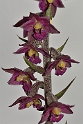 David Plant Photography - Wildlife Photography - Dark red helleborine - F