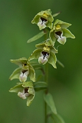David Plant Photography - Wildlife Photography - Dune helleborine - A