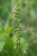 David Plant Photography - Wildlife Photography - Dune helleborine - D