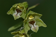 David Plant Photography - Wildlife Photography - Dune helleborine - E