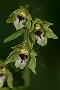 David Plant Photography - Wildlife Photography - Dune helleborine - F