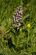 David Plant Photography - Wildlife Photography - Early marsh orchid - A