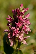 David Plant Photography - Wildlife Photography - Early marsh orchid - I