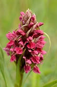 David Plant Photography - Wildlife Photography - Early marsh orchid - K