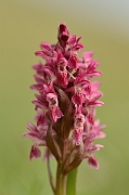 David Plant Photography - Wildlife Photography - Early marsh orchid - L