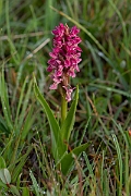 David Plant Photography - Wildlife Photography - Early marsh orchid - M