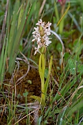 David Plant Photography - Wildlife Photography - Early marsh orchid - N