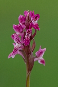 David Plant Photography - Wildlife Photography - Early marsh orchid - O