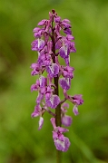 David Plant Photography - Wildlife Photography - Early purple orchid - A