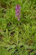 David Plant Photography - Wildlife Photography - Early purple orchid - B