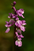 David Plant Photography - Wildlife Photography - Early purple orchid - C