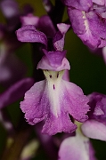 David Plant Photography - Wildlife Photography - Early purple orchid - D