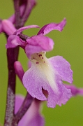 David Plant Photography - Wildlife Photography - Early purple orchid - E