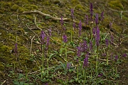 David Plant Photography - Wildlife Photography - Early purple orchid - F