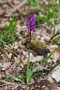 David Plant Photography - Wildlife Photography - Early purple orchid - G