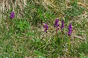David Plant Photography - Wildlife Photography - Early purple orchid - I
