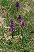 David Plant Photography - Wildlife Photography - Early purple orchid - K