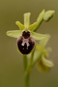 David Plant Photography - Wildlife Photography - Early spider orchid - C