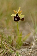 David Plant Photography - Wildlife Photography - Early spider orchid - D