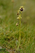 David Plant Photography - Wildlife Photography - Early spider orchid - E