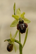 David Plant Photography - Wildlife Photography - Early spider orchid - G