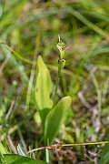 David Plant Photography - Wildlife Photography - Fen orchid - C