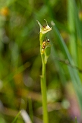 David Plant Photography - Wildlife Photography - Fen orchid - D