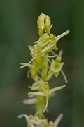 David Plant Photography - Wildlife Photography - Fen orchid - F