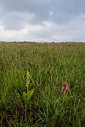 David Plant Photography - Wildlife Photography - Fen orchid - G