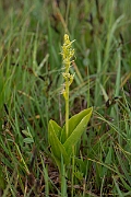 David Plant Photography - Wildlife Photography - Fen orchid - H