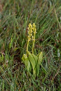 David Plant Photography - Wildlife Photography - Fen orchid - I