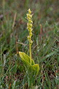 David Plant Photography - Wildlife Photography - Fen orchid - J